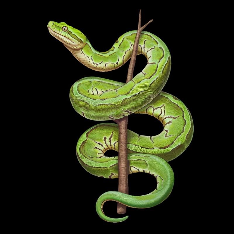 Green Tree Python Snakes Lover Terrarium