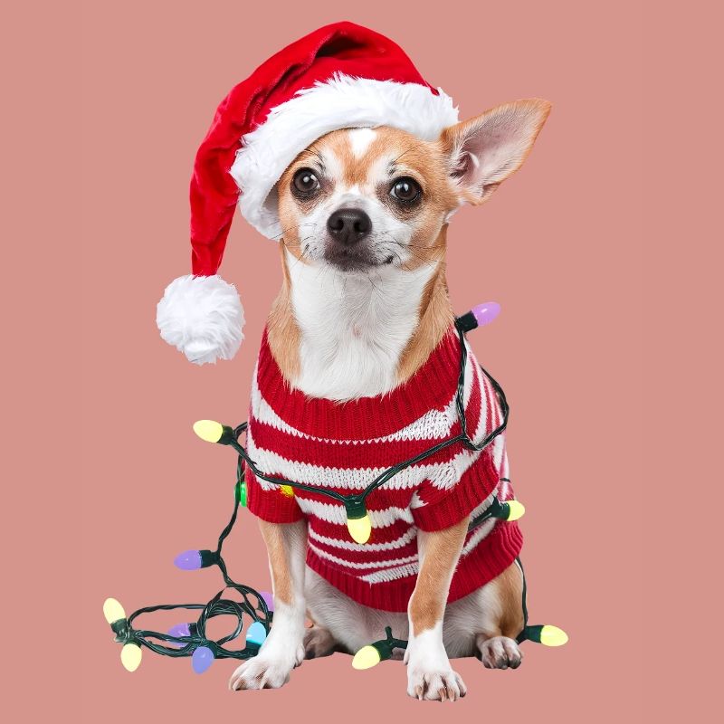 Chihuahua Pull de Noël Chien Mignon