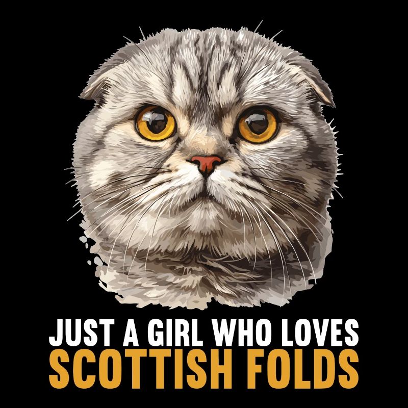 Scottish Fold Kätzchen Scottish Fold Katze
