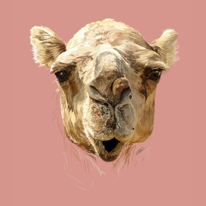 kamel