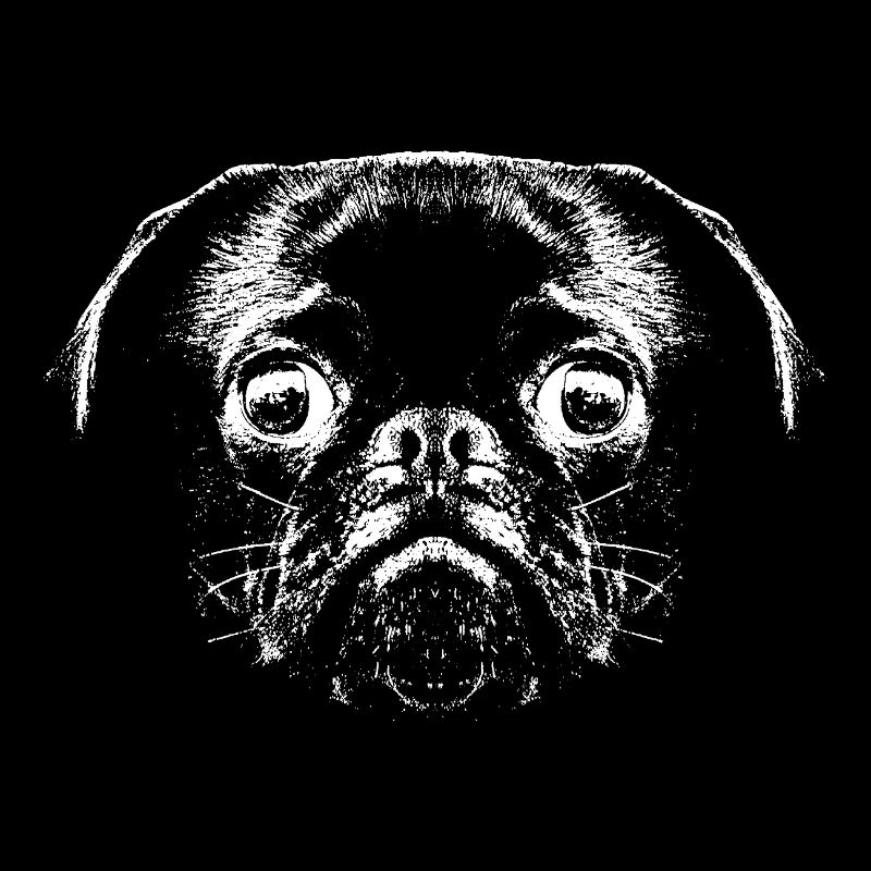 Mops / Gesicht / Kopf