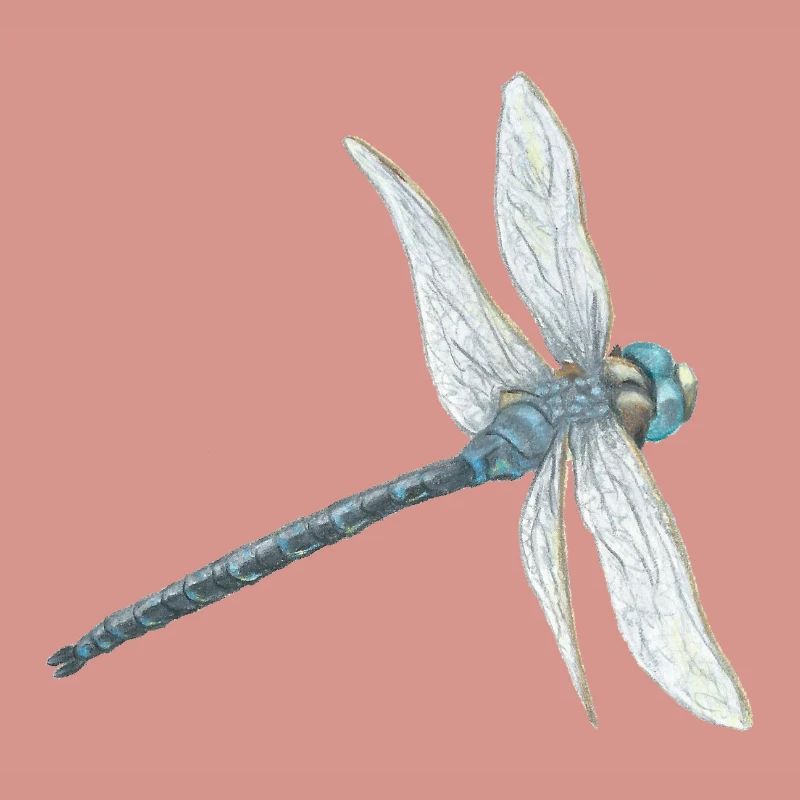 Illustration de libellule sarcelle