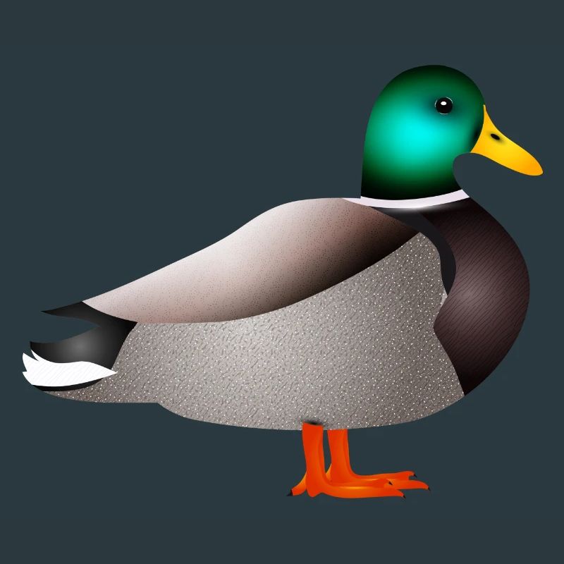 handgezeichnete männliche Ente Erpel oder Enterich