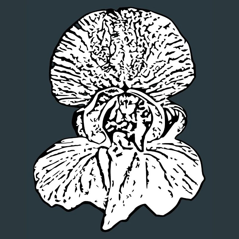 Fleur, Blanc, Fleurs, Fleur Blanche, Orchidée