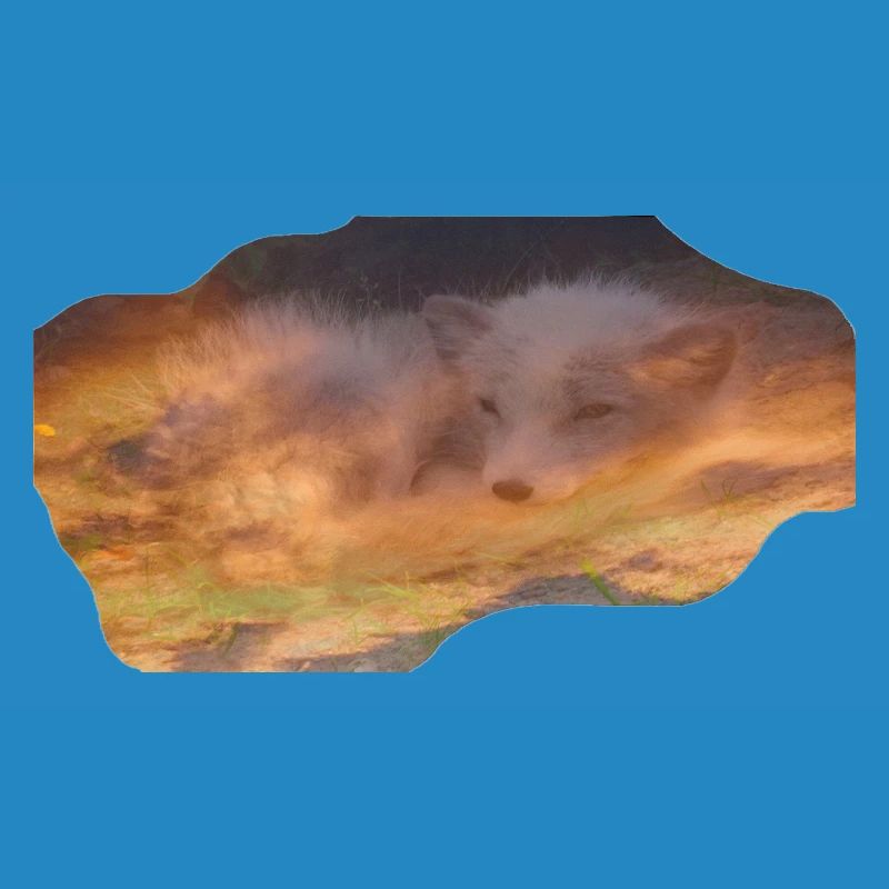 träumender Polarfuchs