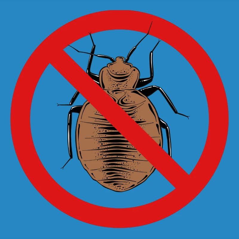 bed bug, bed bug