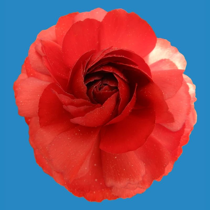 Roter Blütenzauber Camellia