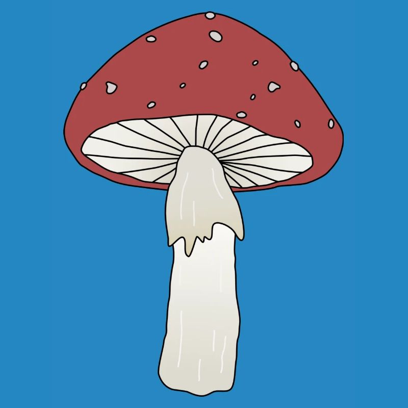 Fliegenpilz