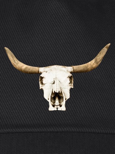 stier-schaedel