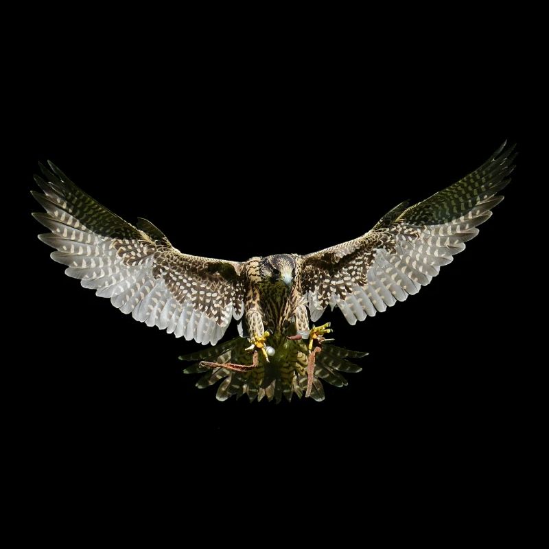 Eagle