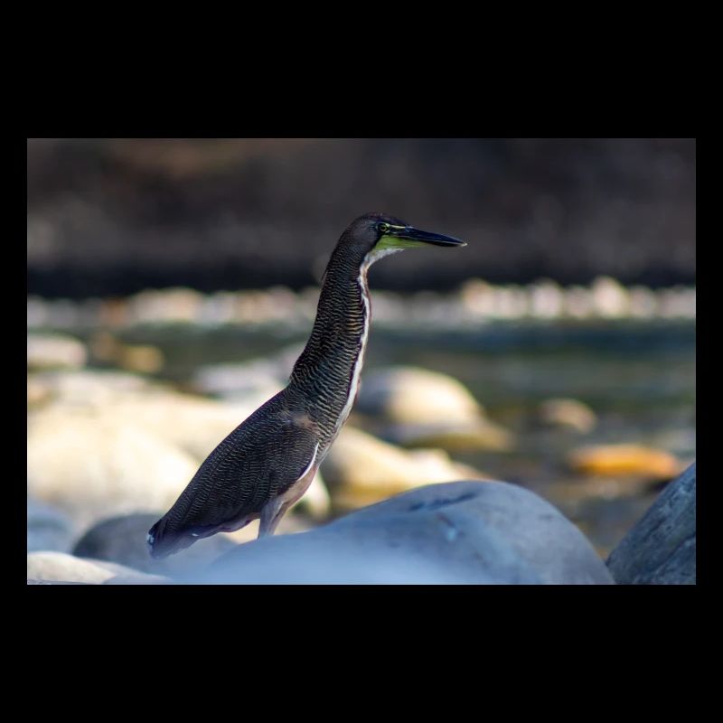 Der Reiher