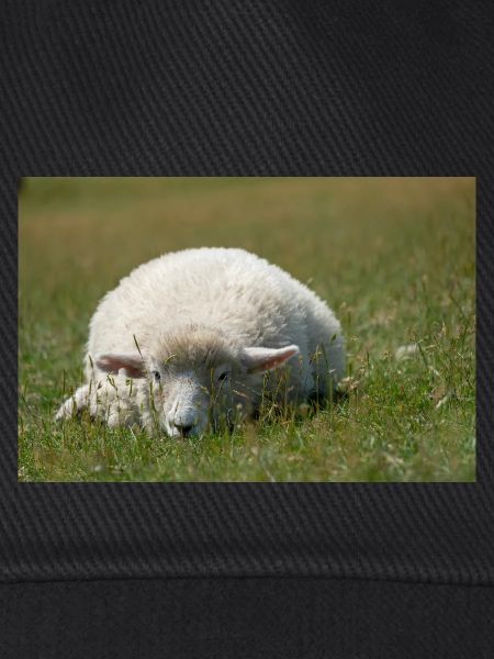 Ruhendes Schaf im Gras