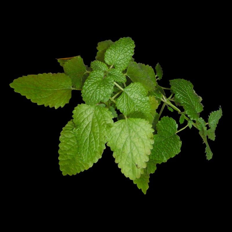 herbes thym romarin persil origan aneth