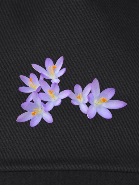 Purple spring flowers (crocus)