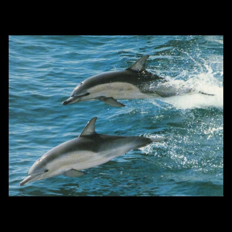 Dauphin