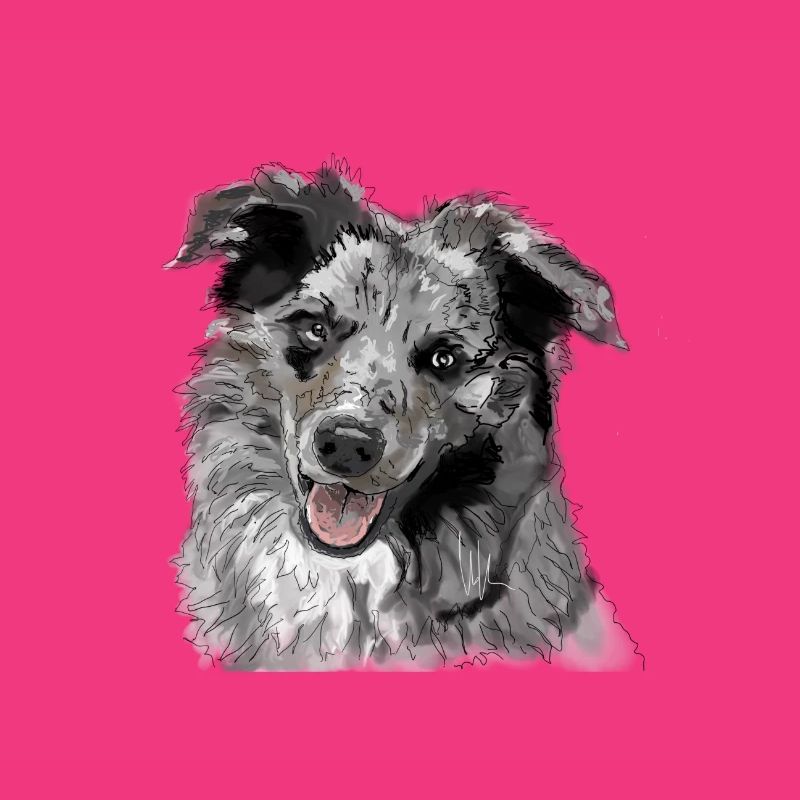 Australian Shepherd