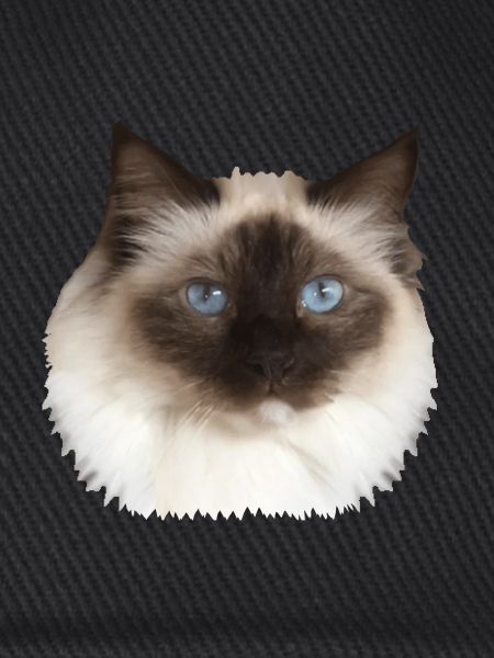Flauschiges Kätzchen