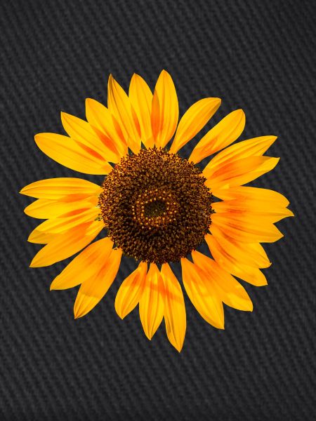 Sonnenblume