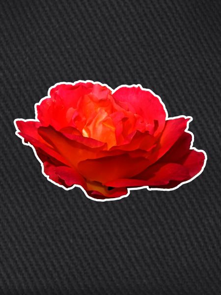 Rote Rose Blume Blüte Geschenk