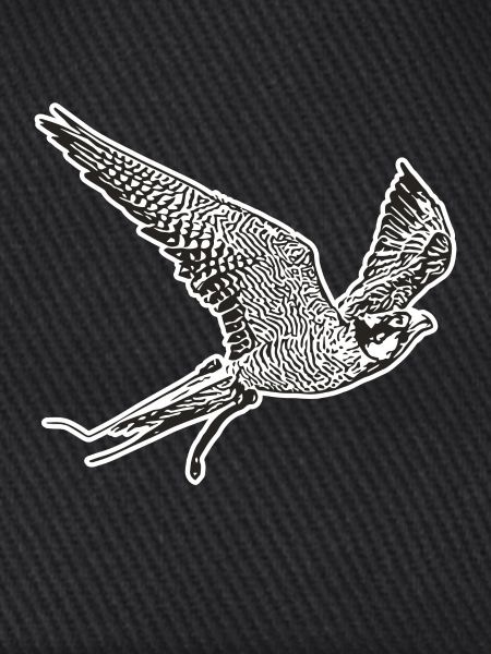 Falke im Flug