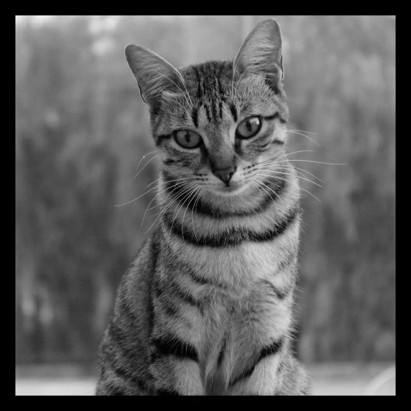 black and white cat