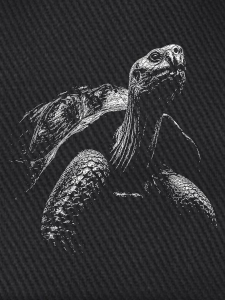Schildkröte