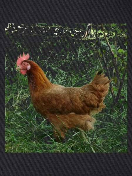 chicken