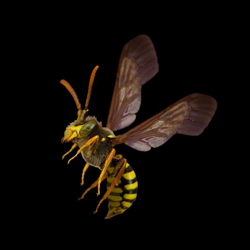 Tshirt guêpe by customstyle