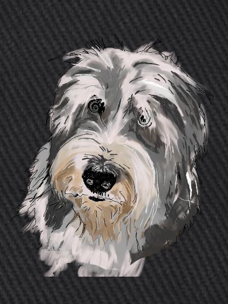 Bearded Collie