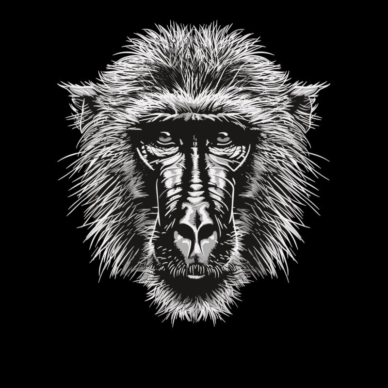 Baboon Paviane Pavian