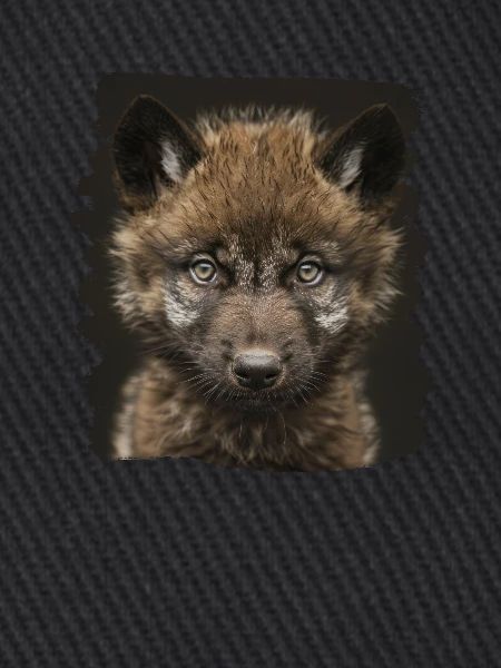 Wölfe Wolf
