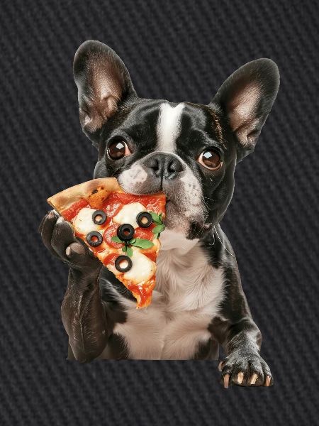 Boston Terrier