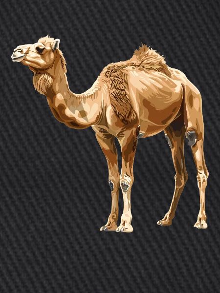 Camel Kamele Kamel