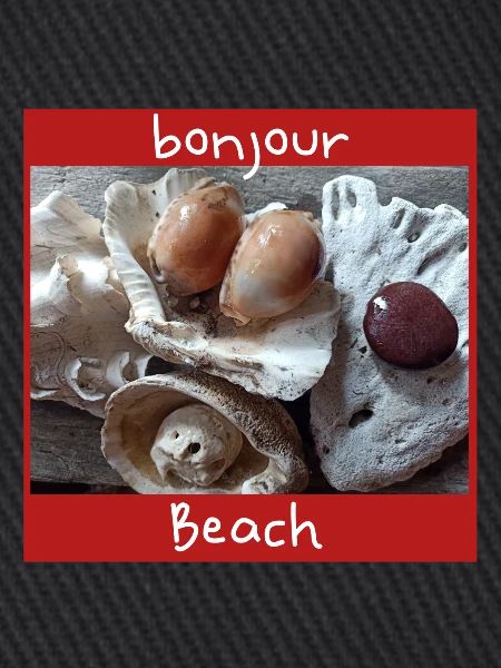 Muscheln Foto