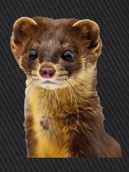Wiesel