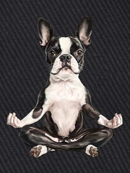Boston Terrier