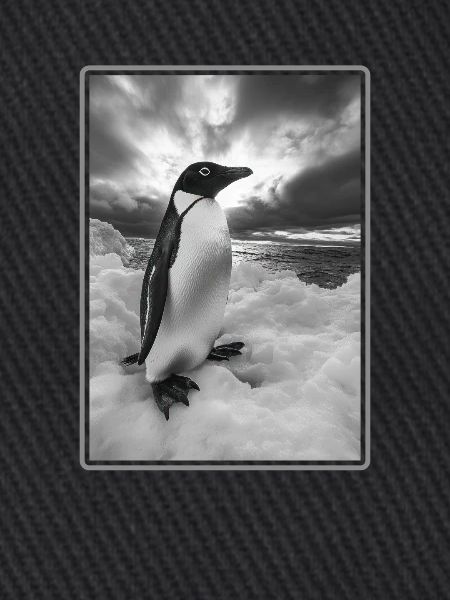 Pinguine Pinguin