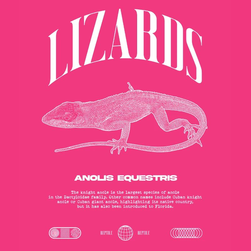Cuban Knight Anole Reptile Keeper Lizard