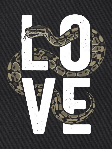 Königspython Schlangen LOVE Terrarium Python
