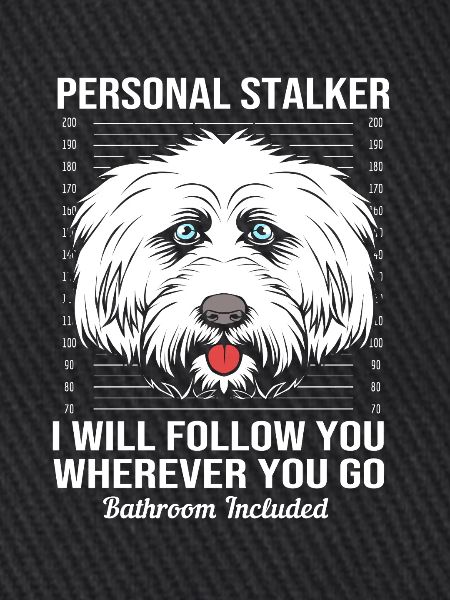 Lhasa Apso