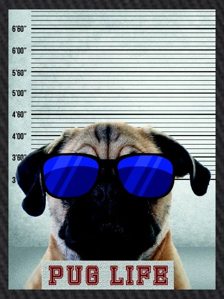 pug is life