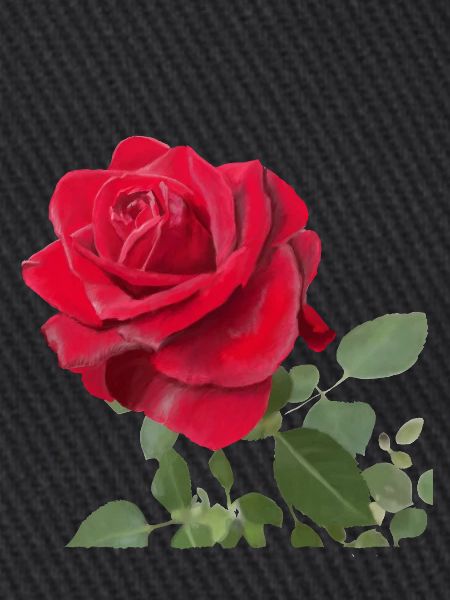Red rose