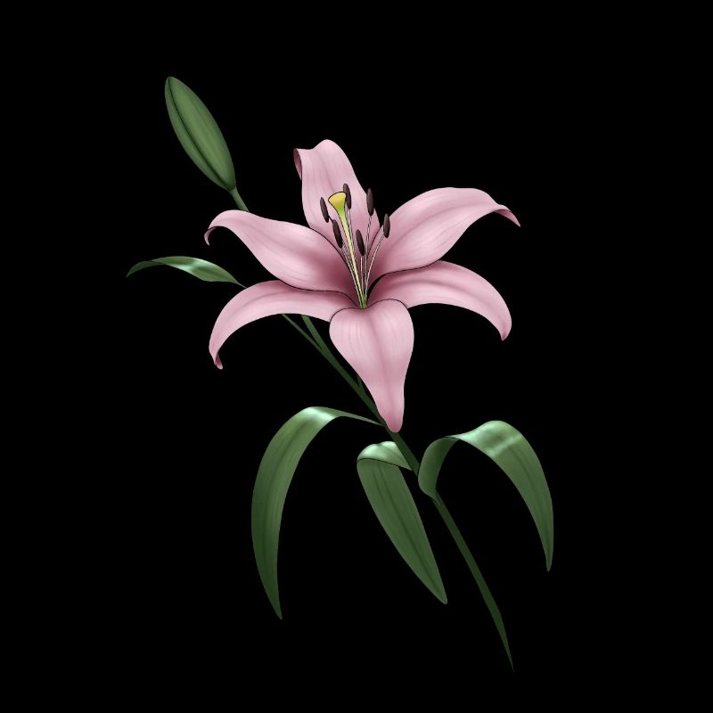 Rosa Lilie