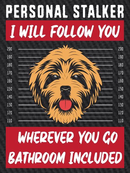 Chow Chow Hund