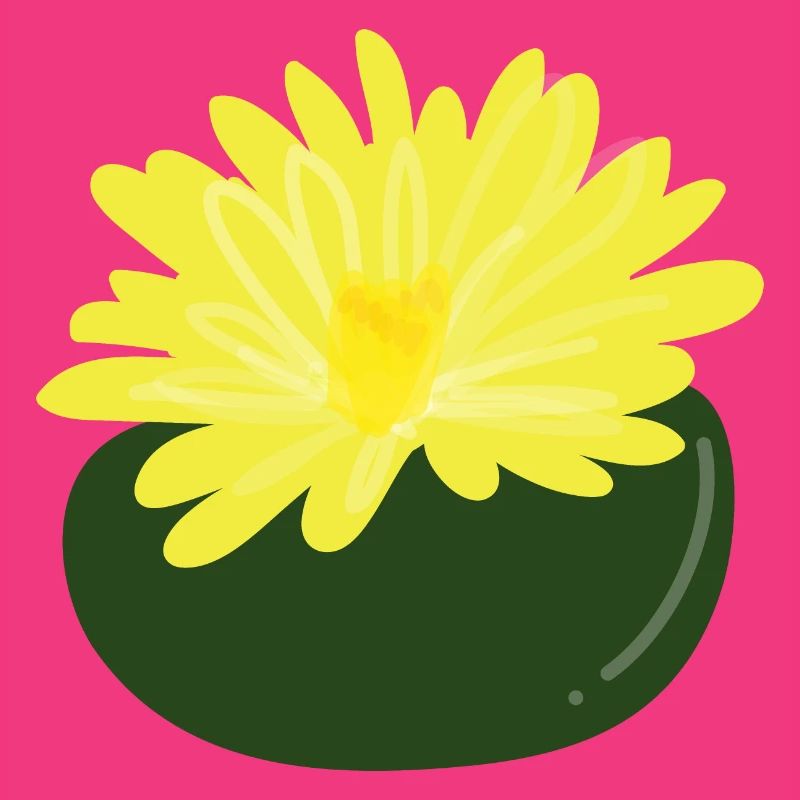 Lithops-Blüte1