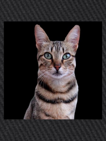 Katze Katzen