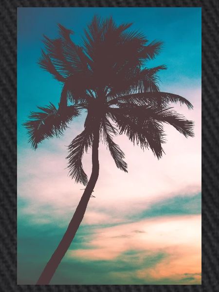 Palm tree