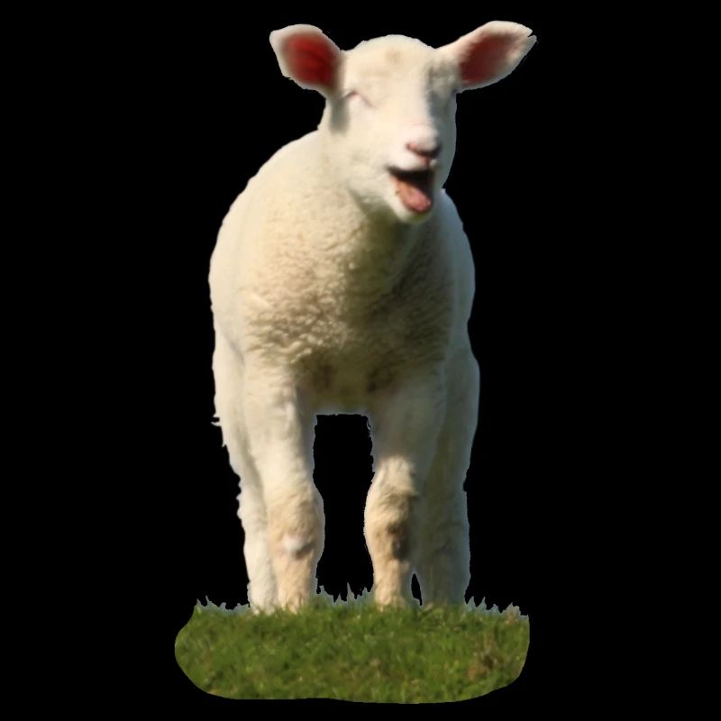 Moutons doux dans un pâturage