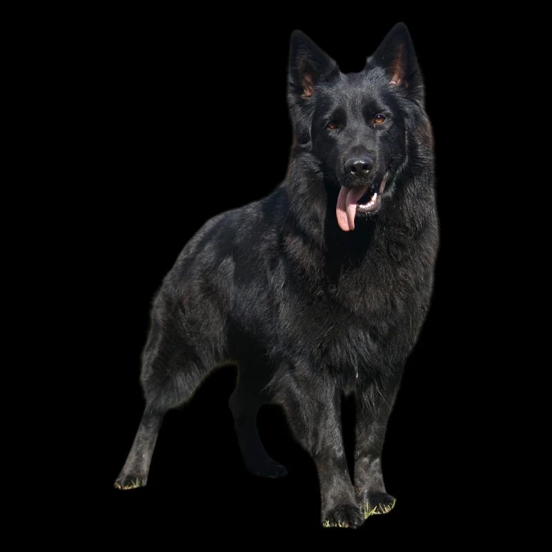 black shepherd dog