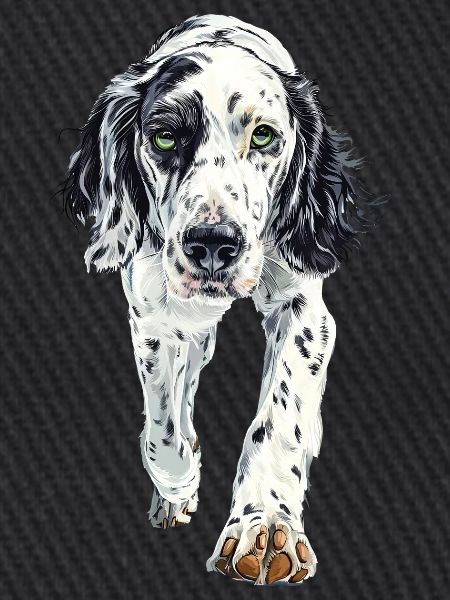 Englischer Setter